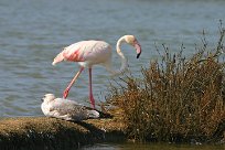 flamand_rose_10