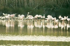 flamand_rose_11-2 null