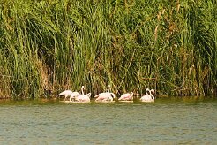flamand_rose_12-2 null