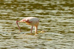 flamand_rose_13-2 null