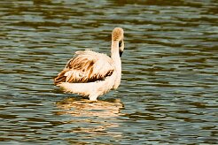 flamand_rose_15-2 null