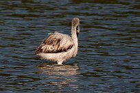 flamand_rose_15