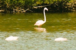 flamand_rose_16-2 null