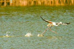 flamand_rose_17-2 null