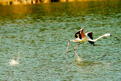 flamand_rose_18-2 null