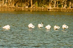 flamand_rose_19-2 null