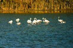 flamand_rose_20-2 null