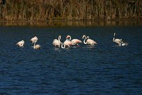 flamand_rose_20