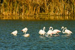 flamand_rose_20b-2 null