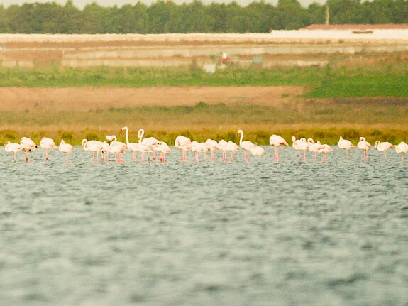 Flamants roses