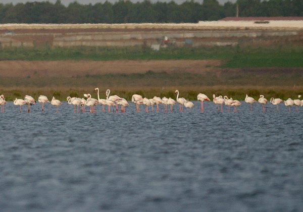 Flamants roses