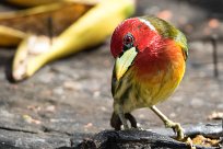 Cabezón cabecirrojo (Cabézon à tête rouge) Chirripo - Costa Rica