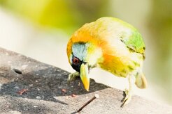 Cabezón cabecirrojo (Cabézon à tête rouge)_231207_6240-2 null