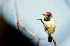 Black-collared Barbet (Barbican à collier)_7D2_2576 null