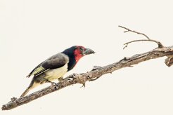 Black-collared Barbet (Barbican à collier)_7D2_2624 null