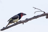 Black-collared Barbet (Barbican à collier) Chief Island