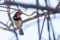 Black-collared Barbet (Barbican à collier) Chief Island