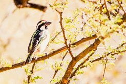 Acacia pied barbet (Barbican pie)-737A0493-2 null