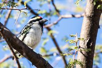 Acacia pied barbet (Barbican pie) Waterberg - Namibie