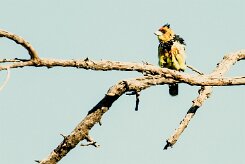Crested Barbet (Barbican promépic)_7D2_2423 null