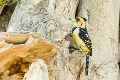 Crested Barbet (Barbican promépic)_7D2_2568 null