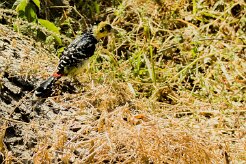Crested Barbet (Barbican promépic)_7D2_2596 null