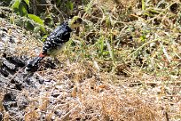 Crested Barbet (Barbican promépic) Chief Island