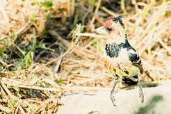 Crested Barbet (Barbican promépic)_7D2_2835 null