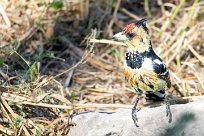 Crested Barbet (Barbican promépic) Chief Island