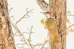 Golden tailed woodpecker (Pic à queue dorée)_7D2_0276 null