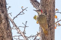 Golden tailed woodpecker (Pic à queue dorée) Nxai