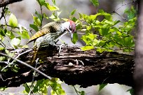 Golden tailed woodpecker (Pic à queue dorée) Nxai