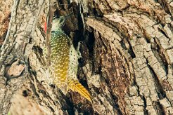 Golden-tailed Woodpecker (Pic à queue dorée)_x737A4866-2 null