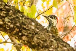 Golden-tailed woodpecker (Pic à queue dorée)-737A0008-2 null