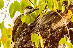 Golden-tailed woodpecker (Pic à queue dorée)-737A0024-2 null