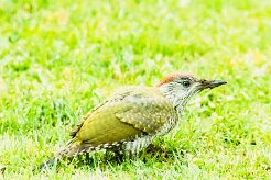 Pic vert_7D1_3834 null