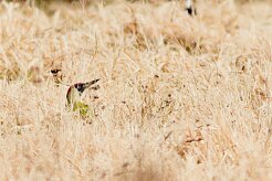 pic_vert_02-2 null