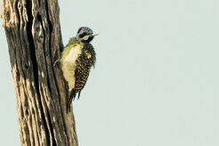 Bearded Woodpecker (Pic barbu)_7D2_2029 null