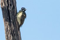 Bearded Woodpecker (Pic barbu) Kwaï