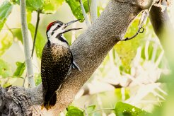 Bearded Woodpecker (Pic barbu)_7D2_2428 null