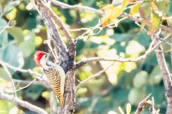 Cardinal Woodpecker (Pic cardinal)_7D2_1900 null