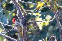 Cardinal Woodpecker (Pic cardinal) Kwaï