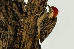 Cardinal Woodpecker (Pic cardinal)_x737A4504-2 null