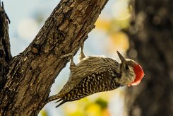 Cardinal Woodpecker (Pic cardinal)_x737A4506-2 null