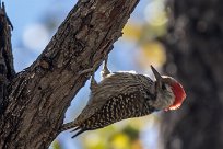 Cardinal Woodpecker (Pic cardinal) Cardinal Woodpecker (Pic cardinal)