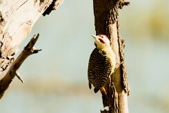 Bennett's Woodpecker (Pic de Bennett)_7D2_2579 null