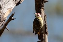 Bennett's Woodpecker (Pic de Bennett) Chief Island