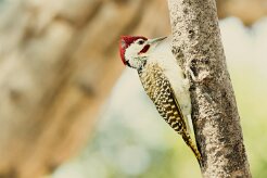 Bennett's Woodpecker (Pic de Bennett)_7D2_2592 null