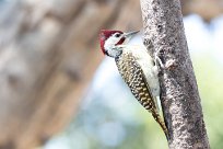 Bennett's Woodpecker (Pic de Bennett) Chief Island