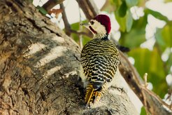 Bennett's Woodpecker (Pic de Bennett)_7D2_2601 null